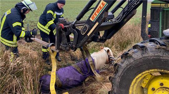 Im Februar 2025 mussten die Feuerwehren aus Dollern und Agathenburg ein Pferd aus einem Wassergraben retten.