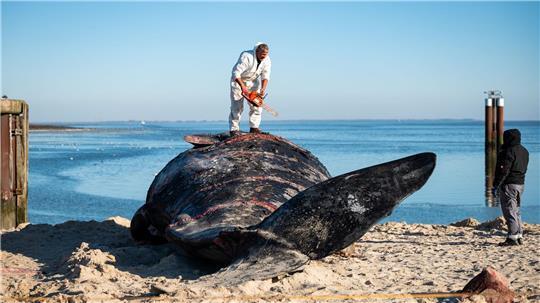 Im Februar war ein Pottwal-Kadaver vor Sylt geborgen und am Strand zerlegt worden. 