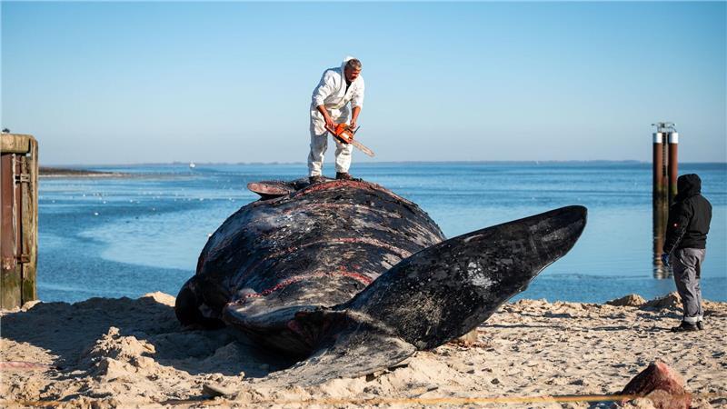 Im Februar war ein Pottwal-Kadaver vor Sylt geborgen und am Strand zerlegt worden.