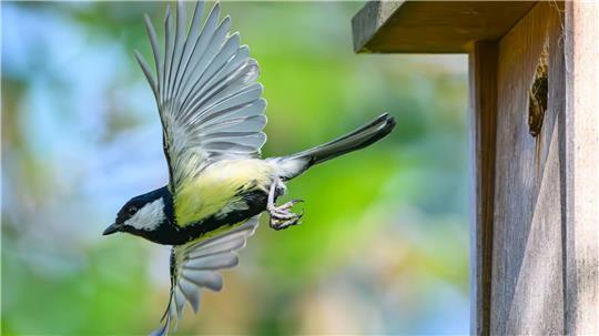 Im Fokus der Mitmachaktion stehen vertraute und weit verbreitete Vogelarten wie Meisen, Finken, Rotkehlchen und Spatzen. (Archivbild)