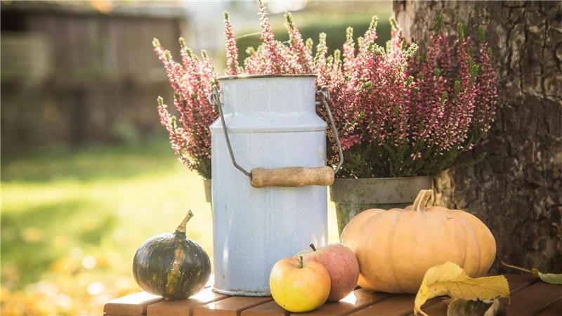 So einfach gelingt eine Herbst-Deko mit Kürbissen Im Freien hält sich die Kürbis-Deko länger.