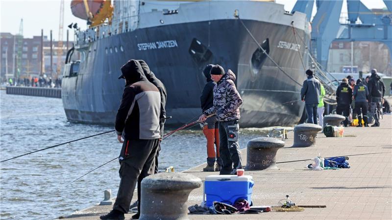 Im Frühjahr kommen die Heringe zum Laichen unter anderem auch in die Hafenbecken.