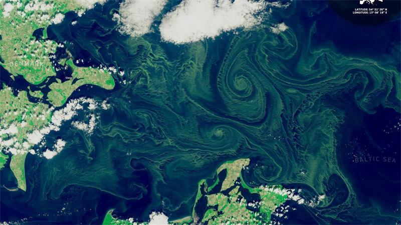 Blaualgen an Ostsee und Seen – Warnung für Badende Im Gegensatz zu ihrem Namen handele es sich nicht um klassische Algen, sondern um sogenannte Cyanobakterien (Handout)
