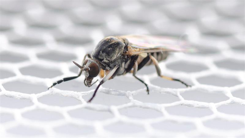 Droht dem Kreis Stade ein Mückensommer? Im Gegensatz zur Stechmücke reißt die Kriebelmücke (Foto) mit scharfen Zähnchen die Haut des Wirts auf, um an sein Blut zu gelangen.