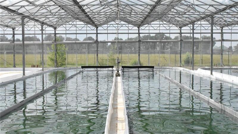 Im Gewächshaus ist es warm und hell, daher vermehren sich die Algen in den langen ovalen und flachen Becken schnell.