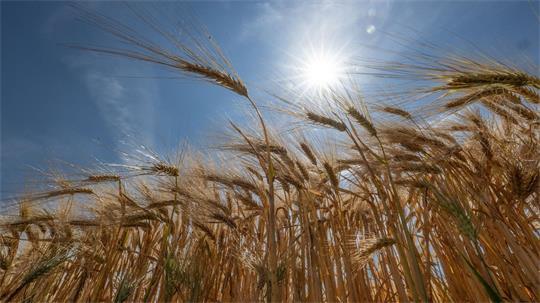 Im Großteil des Landes geht der DWD von Höchsttemperaturen zwischen 26 und 31 Grad aus. (Archivbild)