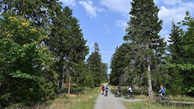 Im Harz führen zahlreiche Radstrecken durch die Wälder. (Archivbild)
