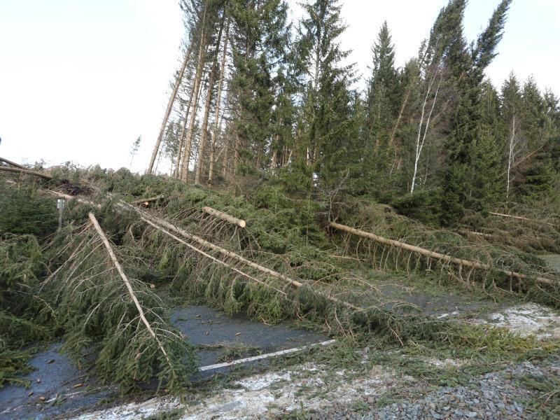 Im Harz liegen zahlreiche Bäume auf einer Straße. Foto: Matthias Bein/dpa-Zentralbild/ZB