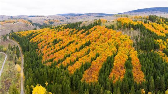 Im Harz sollen bald wertvolle Rohstoffe gesucht werden. (Archivbild)