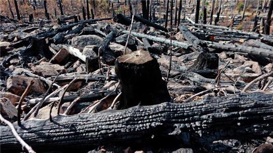 Im Harz wird weiter nach der Ursache des Feuers gesucht. (Archivfoto)