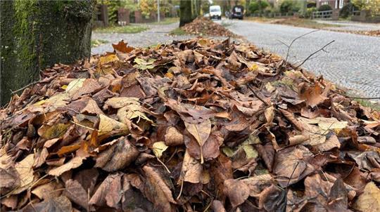 Im Herbst hält das Laub Gartenbesitzer, Anlieger und Stadtreinigungen auf Trab.
