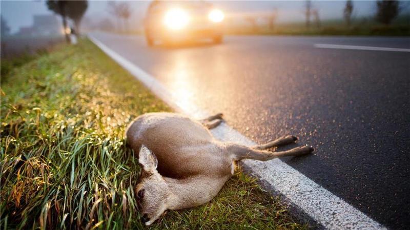 ADAC warnt nach Zeitumstellung vor Wildunfällen – Wie verhält man sich richtig? Im Herbst steigt wieder die Gefahr für Wildunfälle.