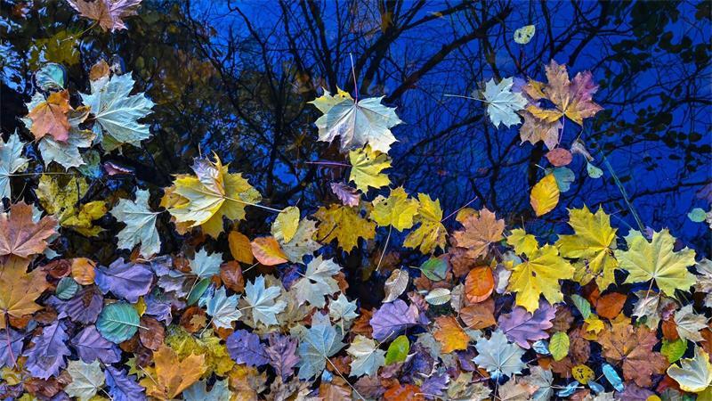 Endlich Herbst! Neun Dinge, die einen jetzt erfreuen können Im Herbst zeigt sich die Natur bunt