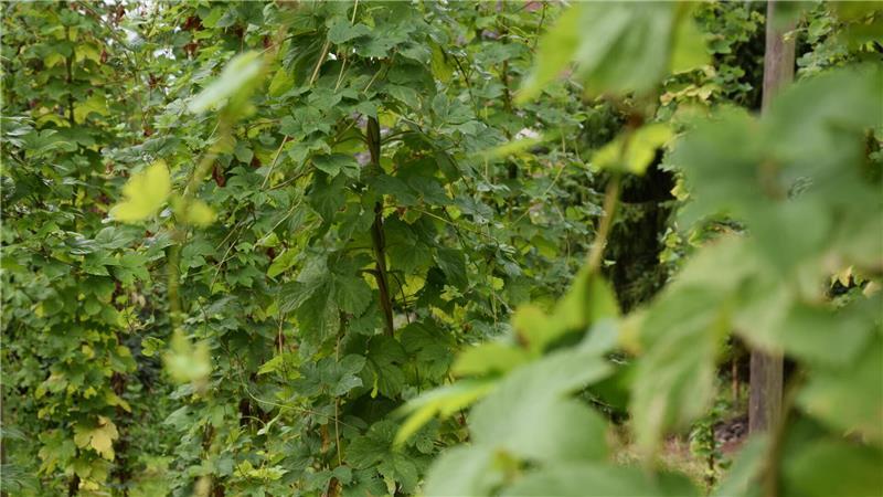 Im Hopfengarten stehen etwa 100 Pflanzen. Im August kann eventuell der Hopfen geerntet werden, der dann für den Maibock verwendet wird.