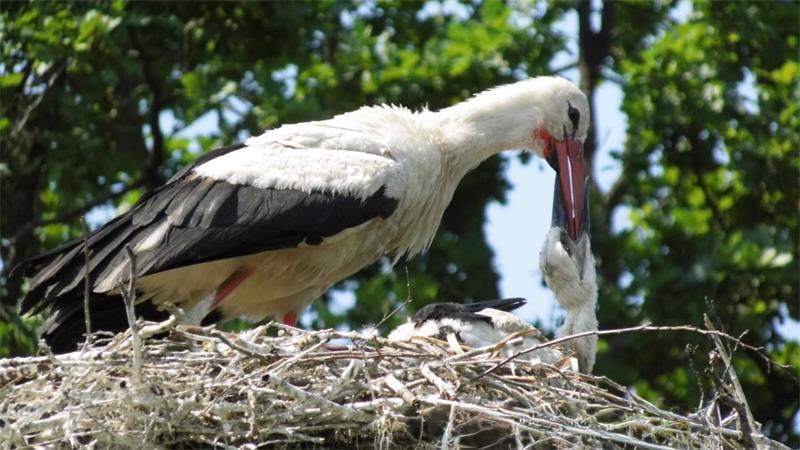 Im Horst auf dem Dach des Hundeshofs Ovelgönner Moor füttert ein Elterntier einen Jungvogel.
