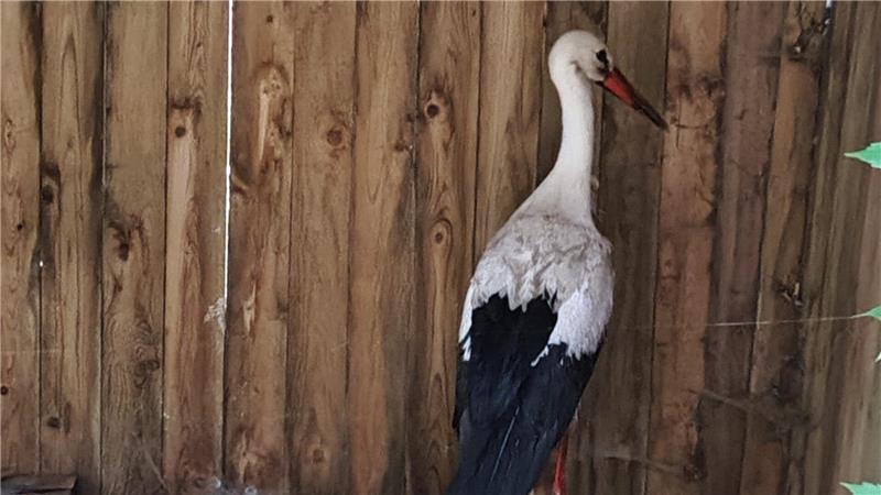 Storch landet im Swimmingpool – Nachbarin greift beherzt zu Im Hundezwinger kann sich der Storch von dem Schock erholen. Foto: priva