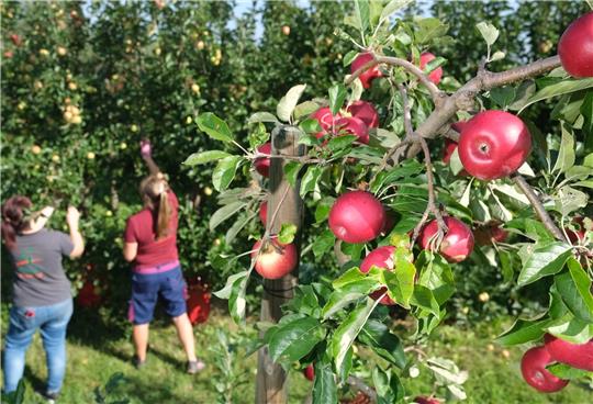 Im Integrierten Obstbau wird der Baumstreifen ein bis zwei Mal mit Glyphosat behandelt. Mit dem Chemie-Einsatz wollen die Bauern die Ernte sichern. Foto: dpa