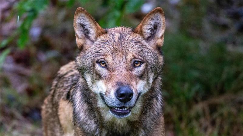 Im Jahr 2024 ist die Zahl der Wolfsrisse im Kreisgebiet wieder gestiegen.