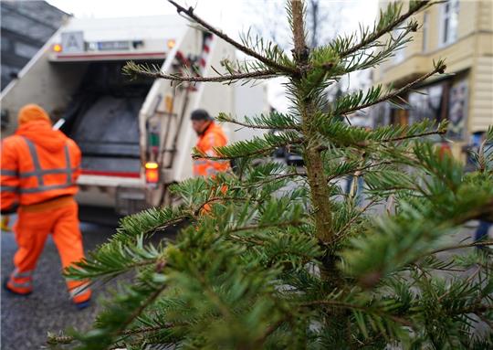 Im Januar bietet der Landkreis Stade einen Abholservice für Weihnachtsbäume an. Foto: dpa (Symbolbild)