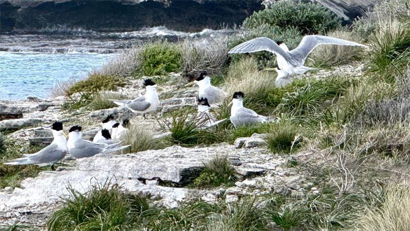 Im Juli war die hochansteckende Virusvariante erstmals bei einem australischen Meeresvogel festgestellt worden: einer Eilseeschwalbe.