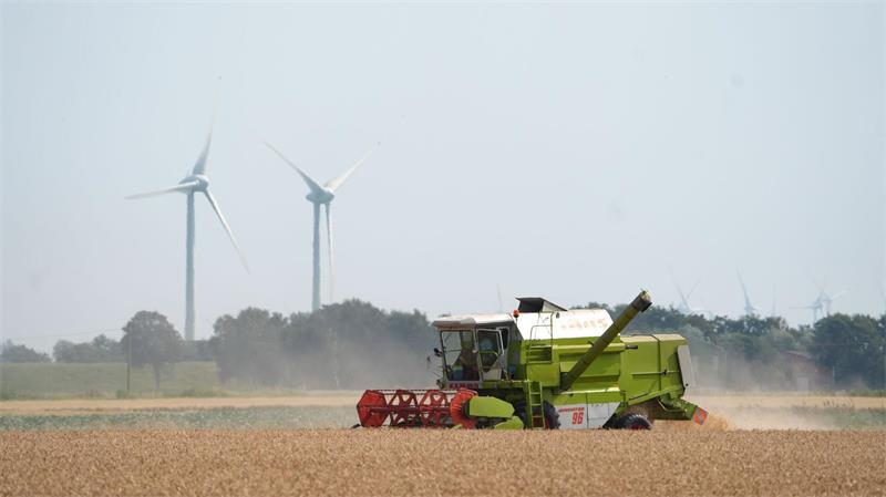 Schwächere Getreideernte in Schleswig-Holstein Im Klimawandel kommt es aus Sicht des Bauernverbands darauf an, die richtigen Pflanzen anzubauen und den Boden zu stärken. (Archivbild)