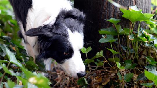 Im Knüll in Bargstedt soll der verstorbene Sennenhund den Köder gefressen haben. (Symbolbild)