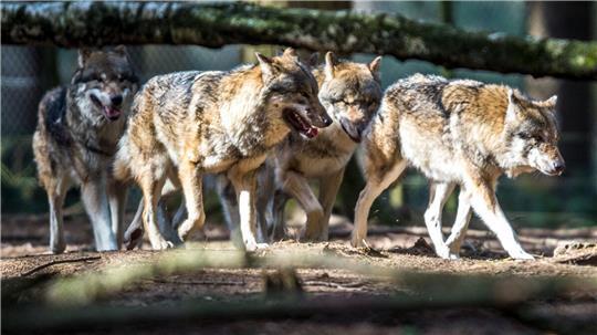 Im Kreis Cuxhaven halten sich nach Kenntnissen des Umweltministeriums mindestens zwei Rudeln auf. Eines davon könnte bald ausgedünnt werden.