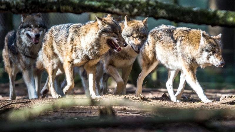 Im Kreis Cuxhaven halten sich nach Kenntnissen des Umweltministeriums mindestens zwei Rudeln auf. Eines davon könnte bald ausgedünnt werden.