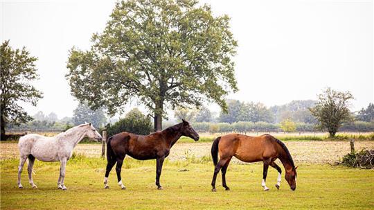 Im Kreis Cuxhaven wurde bei einem Pferd das West-Nil-Virus nachgewiesen.