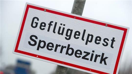 Im Kreis Dithmarschen wurde bei einem Wildvogel Geflügelpest festgestellt. (Symbolfoto)