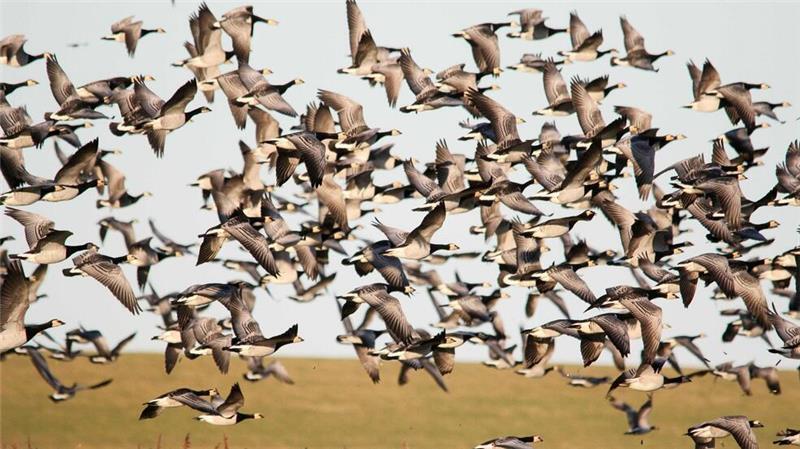 Im Kreis Dithmarschen wurde bei zwei Nonnengänsen Geflügelpest festgestellt. (Symbolfoto).