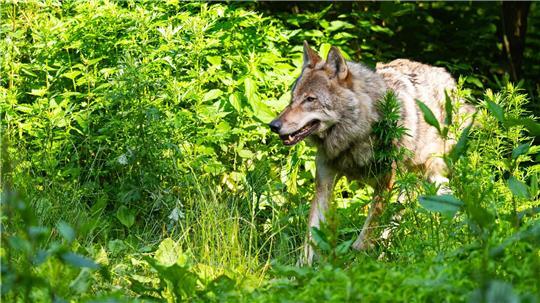 Im Kreis Helmstedt darf ein bestimmter Wolf bis Ende des Jahres getötet werden. (Symbolbild)  
