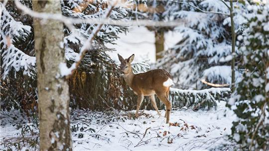 Im Kreis Nordfriesland sind Jäger und Jägerinnen angehalten, Wildtieren das Essen an Fütterungsstellen zu ermöglichen. (Symbolbild)