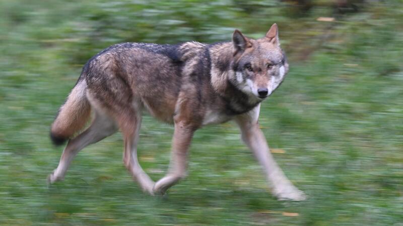 Im Kreis Pinneberg ist ein Wolf gesichtet und ein Pferd verletzt worden. (Symbolbild