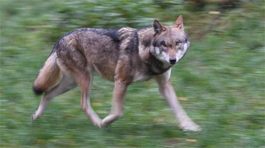 Im Kreis Pinneberg ist ein Wolf gesichtet und ein Pferd verletzt worden. (Symbolbild