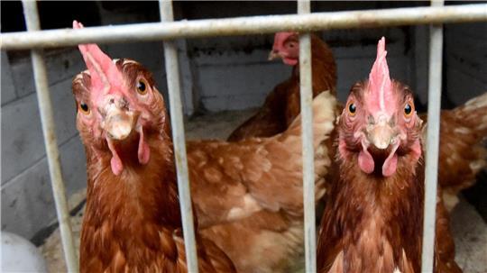 Im Kreis Steinburg schränkt die Geflügelpest die Tierhaltung ein. (Symbolbild)