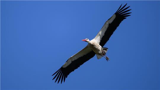 Im Kreis Stormarn ist ein toter Storch in einem Nest gefunden worden. (Symbolbild)