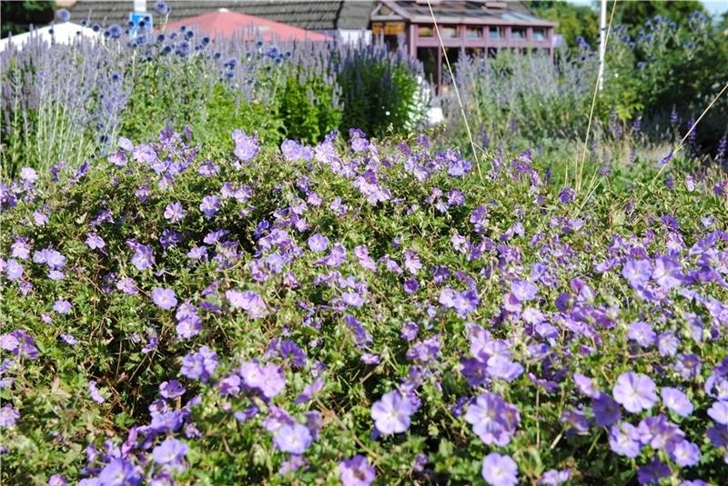 Im Kreisverkehr an der Estebrügger Straße blühen im Vordergrund Storchschnabel (Geranium pratense Rozanne) und dahinter die höhere Blauraute (Perovskia).