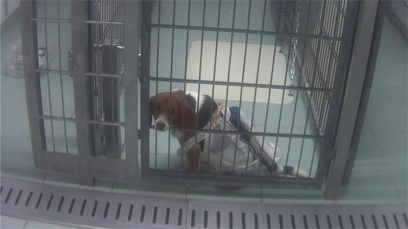 Rinder gequält, Hunde misshandelt: Tierschutz-Skandale im Kreis Stade Im Labor in Rade-Mienenbüttel werden Beagle als Versuchstiere eingesetzt. Sie gelten als besonders gutmütig und duldsam.