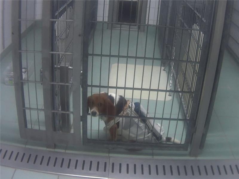 Im Labor in Rade-Mienenbüttel werden Beagle als Versuchstiere eingesetzt. Sie gelten als besonders gutmütig und duldsam. Foto: Soko Tierschutz