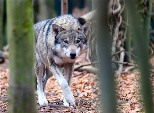 Im Landkreis Cuxhaven kam es zuletzt wiederholt zu Wolfsngriffen. Foto: Carsten Rehder / dpa