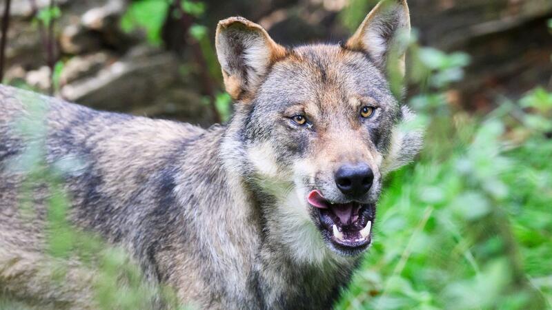Stefan Aust nach Wolfsattacke: „Nur Frage der Zeit bis zum ersten Menschenangriff“ Im Landkreis Cuxhaven kommt es immer wieder zu Wolfsrissen. Jetzt hat eines der Tiere möglicherweise einen Hengst gerissen.