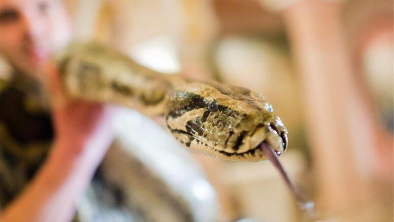 Im Landkreis Cuxhaven werden unter anderem auch Tigerpython in den eigenen vier Wänden gehalten. 