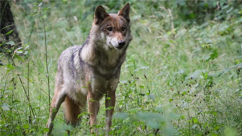 Im Landkreis Cuxhaven wurde eine Wölfin erlegt (Symbolbild).