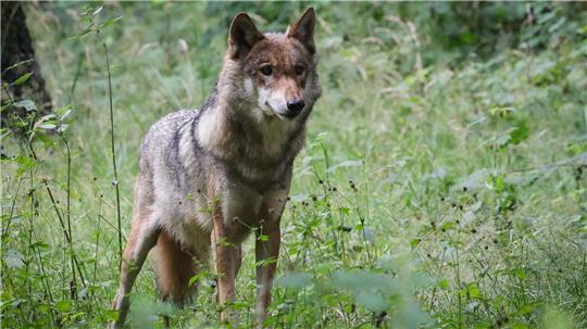 Im Landkreis Cuxhaven wurde eine Wölfin erlegt (Symbolbild).