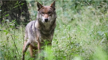 Im Landkreis Cuxhaven wurde im Frühjahr 2026 eine Wölfin abgeschossen. (Beispielbild)