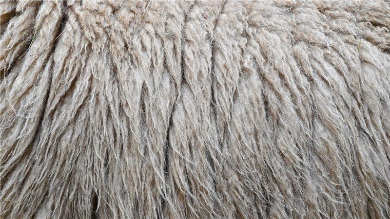 Mann verbrennt Wolle ‒ und muss mit hoher Geldstrafe rechnen Im Landkreis Harburg verbrannte ein Mann Schafwolle - und muss mit einer hohen Strafe rechnen. (Symbolbild)