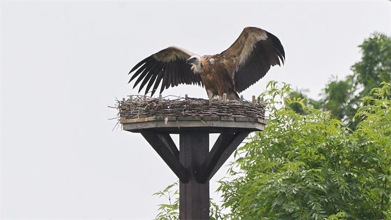 Im Landkreis Hildesheim hat ein seltener Gänsegeier mehreren Storchenküken gefressen. Hamburgs Störche sind bislang nicht in Gefahr. (Archivbild)