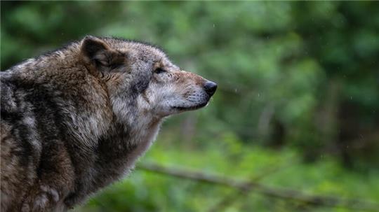 Im Landkreis Stade gibt es aktuell zwei bestätigte Wolfsrudel in Drochtersen und Oldendorf. Ein drittes Rudel auf der Stader Geest gilt als wahrscheinlich.