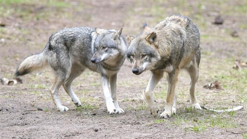 Blockade beim Wolf: McAllister greift Umweltministerin an Im Landkreis Stade gibt es zwei bestätigte Wolfsrudel in Oldendorf und Drochtersen und einen Verdachtsfall in Harsefeld.